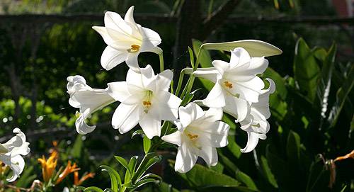 Easter Lillie