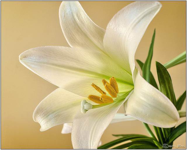 6 Popular Flowers for Easter