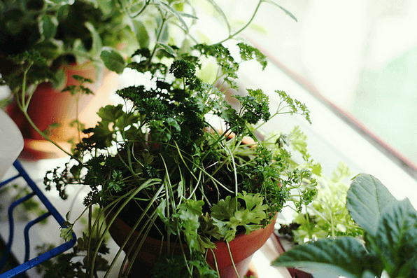 Eat Healthy All Winter Long With Your Own Indoor Garden