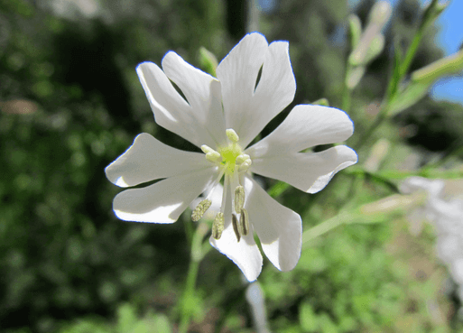 Gibraltar Campion