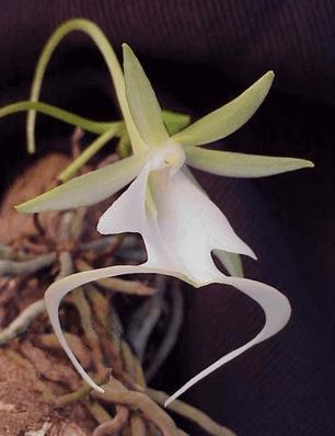 Ghost Orchid