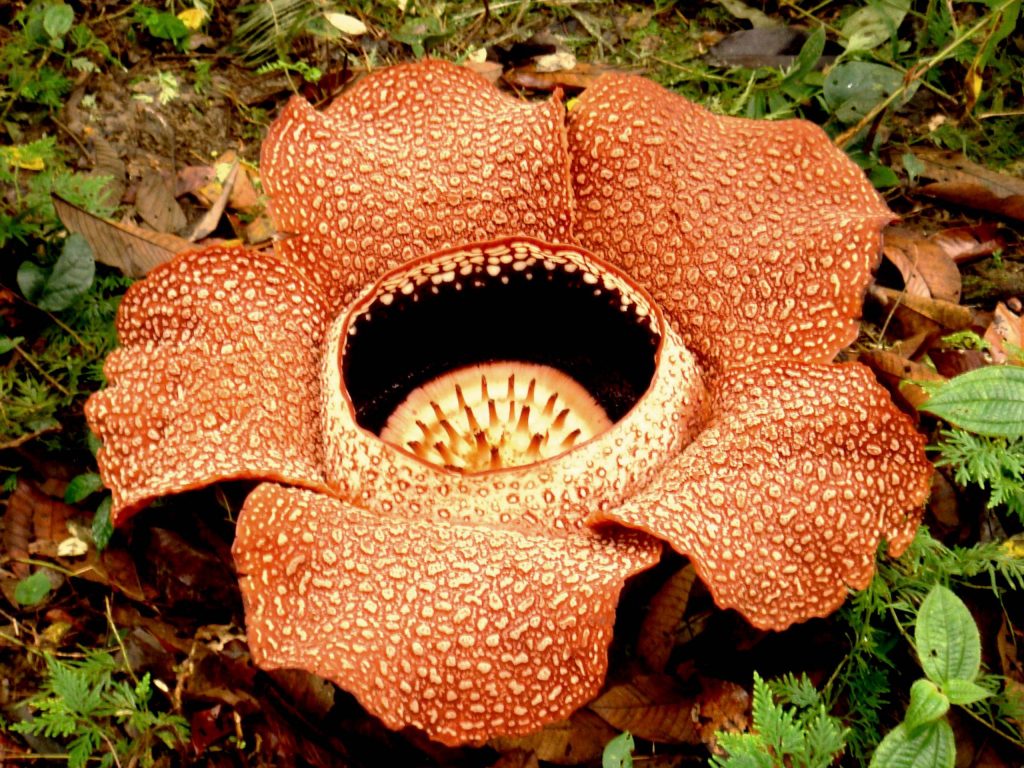 Rafflesia