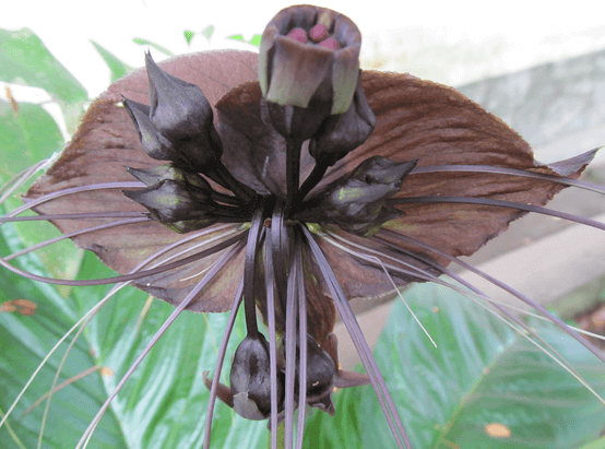 Black Bat Flower