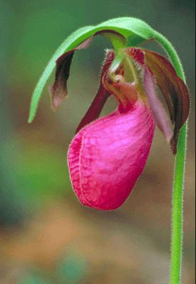 Pink Lady's Slipper