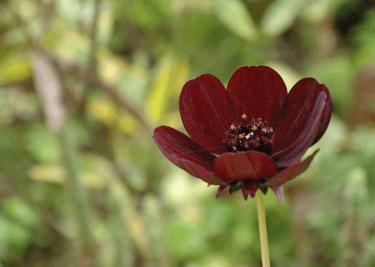 Chocolate Cosmos