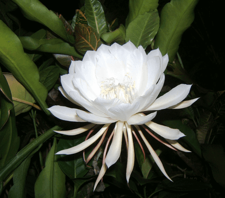 Kadapul Flower