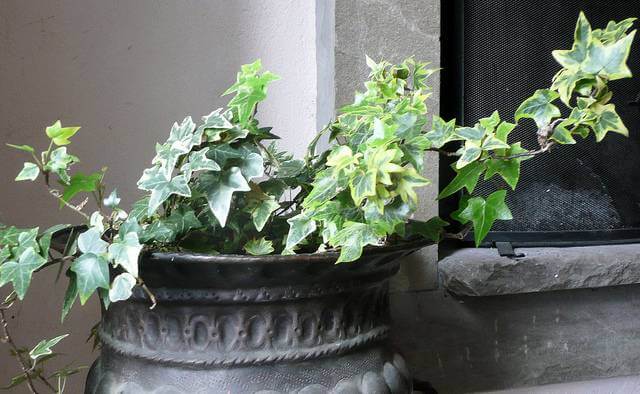 English Ivy