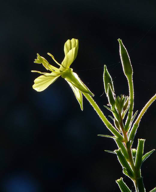 Evening Primrose