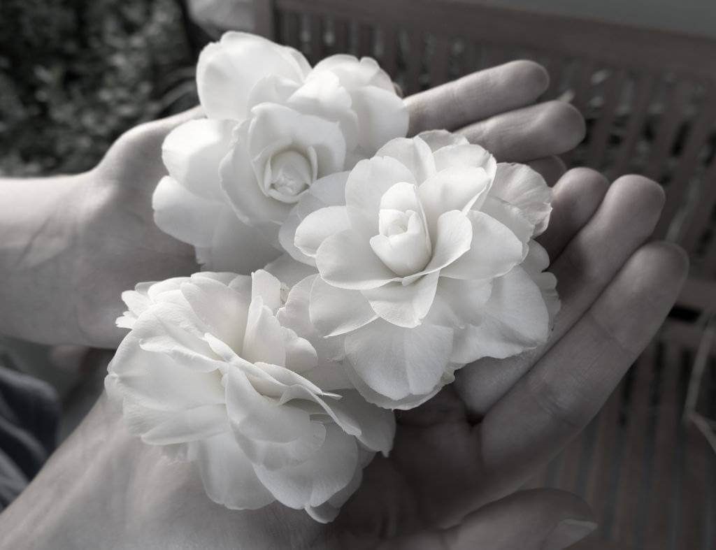 White Camellias