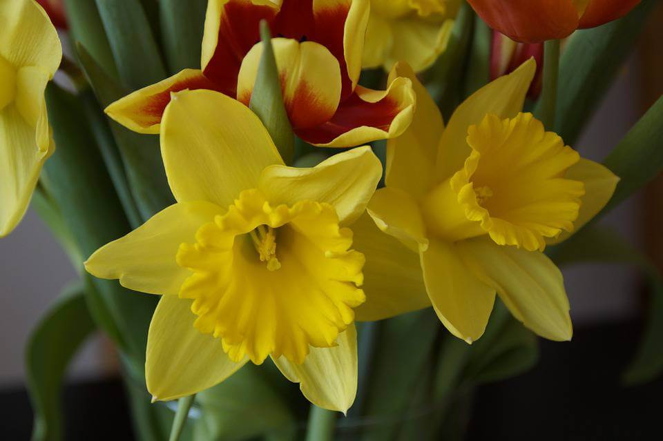 Daffodils