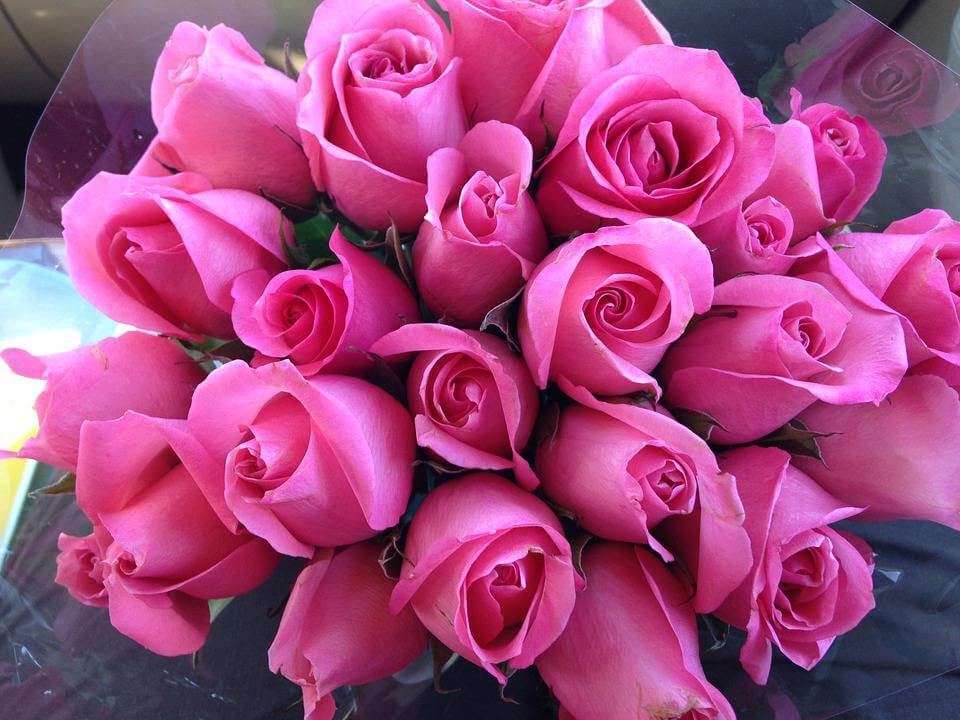 Pink Roses