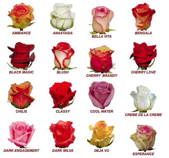 Everything s Coming Up Roses In June Avas Flowers