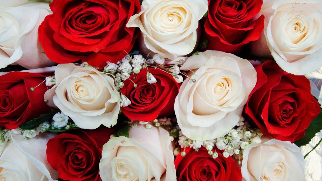 Day: Red and White Roses - Avas Flowers