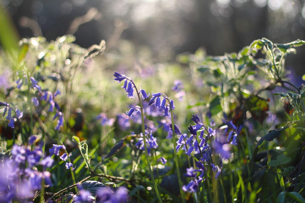 Lavender Bluebell