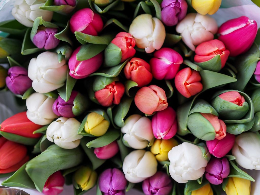 Tulips of colors