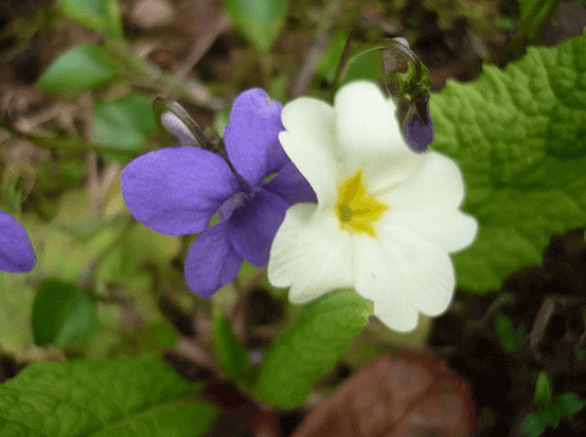 violet and primrose