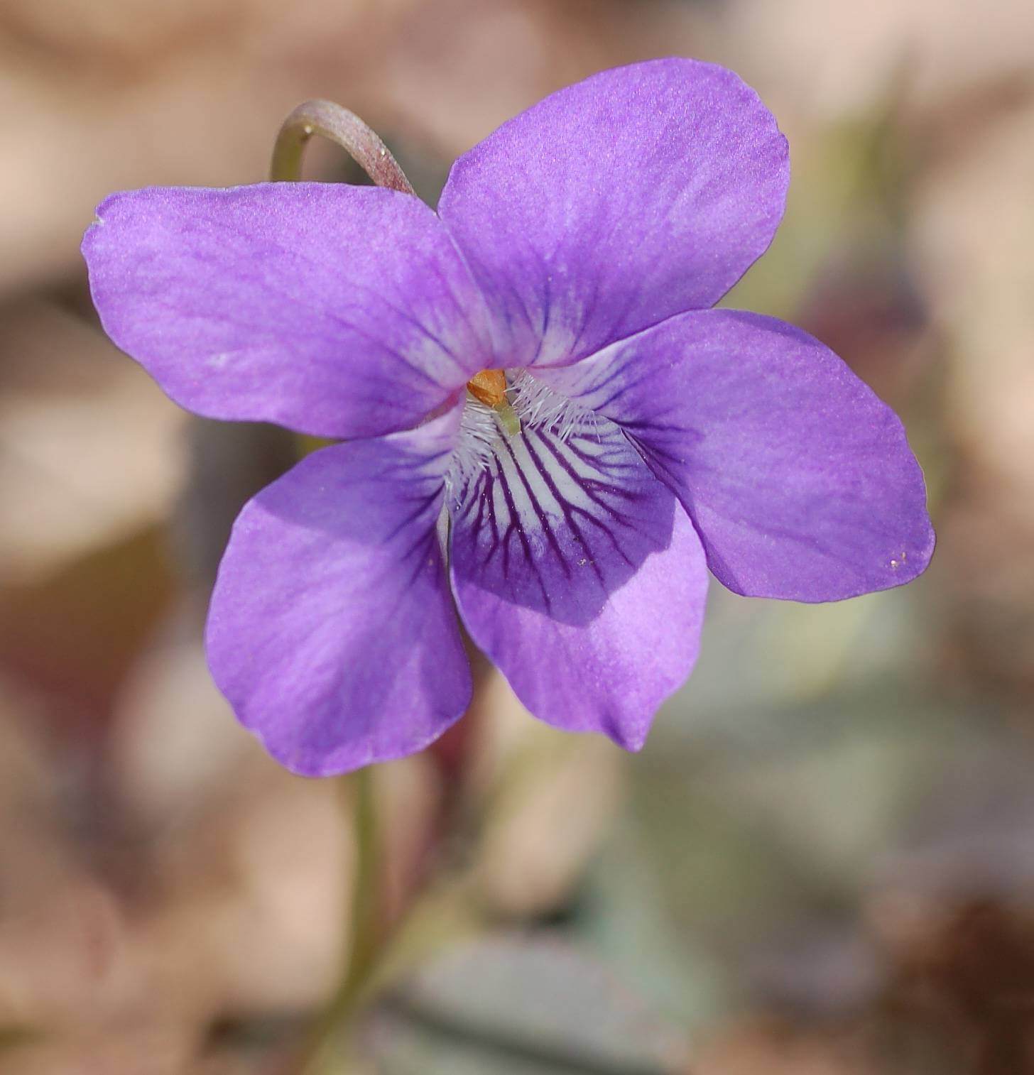 Februarys Birthflowers The Vivacious Violet And The Pristine Primrose