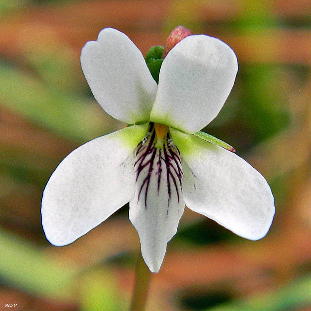 White Violet