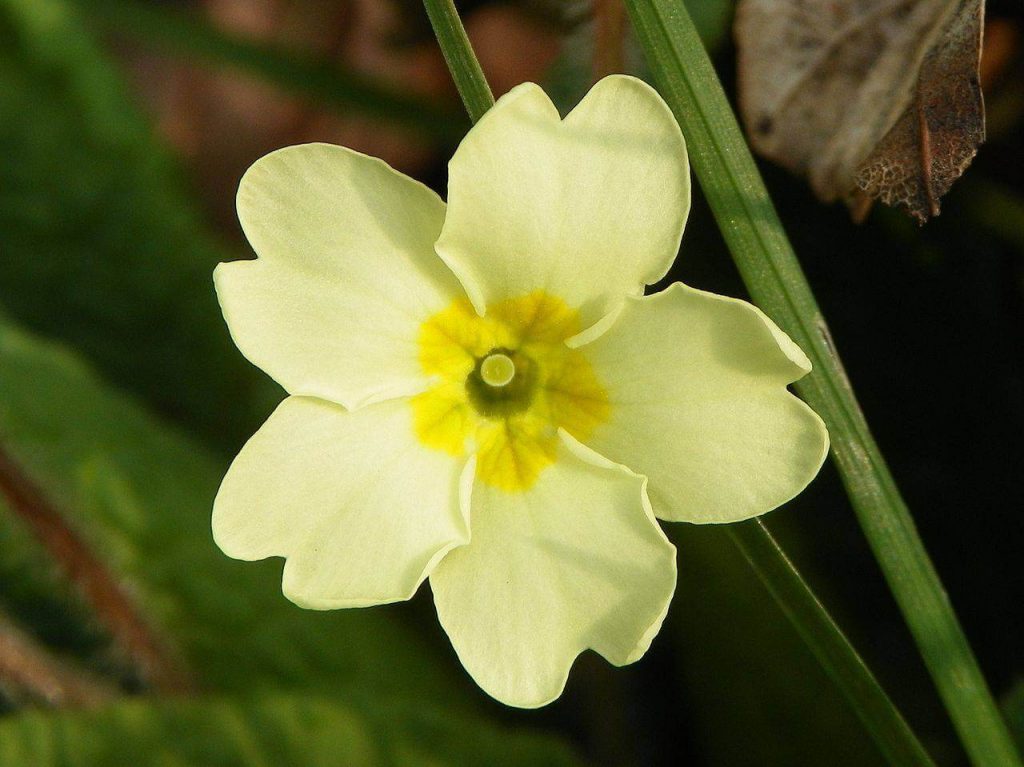 Primrose