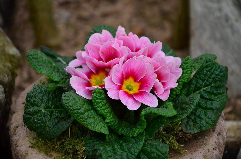 Pink primrose