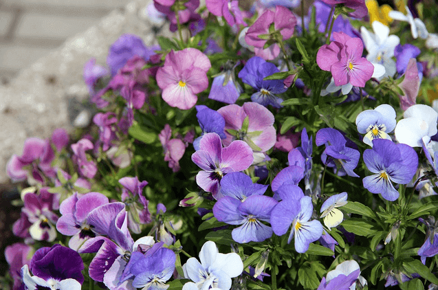 February’s Birthflower: The Vivacious Violet