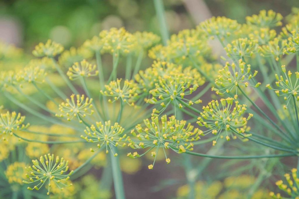 Fennel