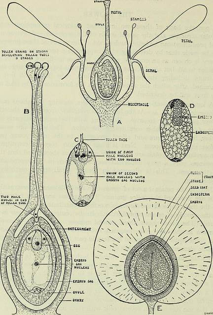 Fertilization of a Flower