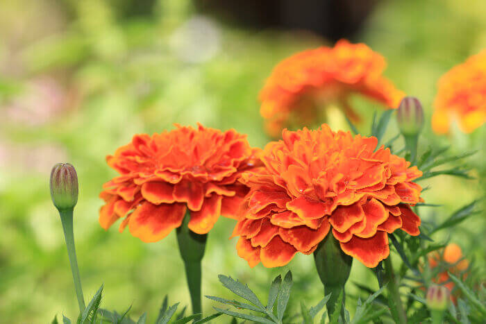 Marigolds