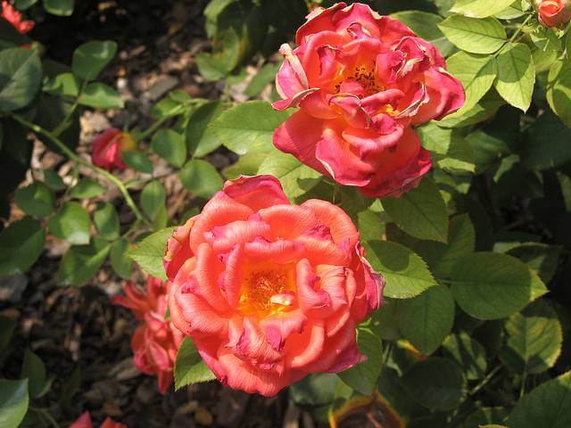 vadnoucí Floribunda