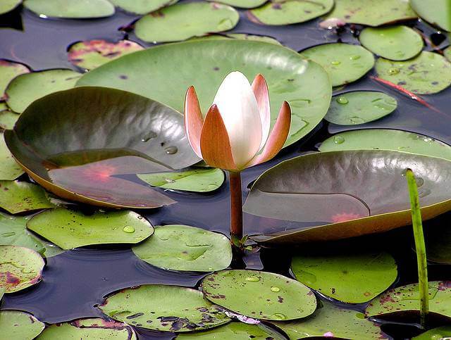 Flower surrounded by Lillypads