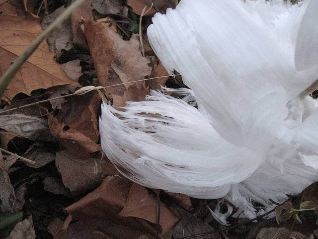 Forming of Frost Flower