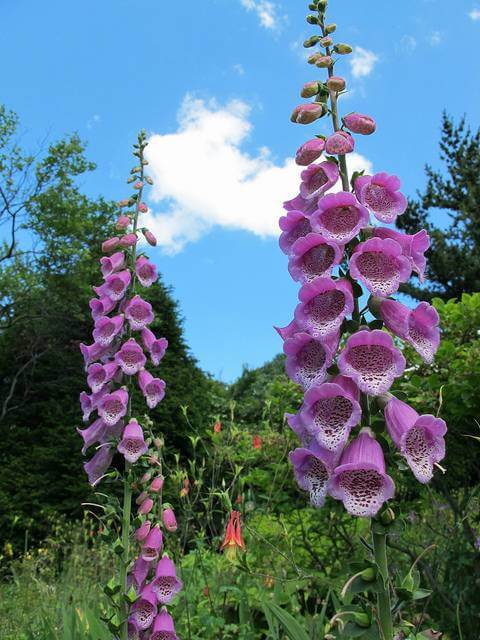 is digitalis poisonous to dogs