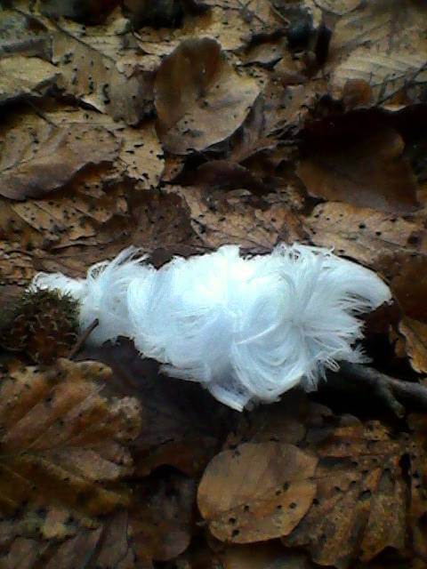 Frost Flower between Leaves