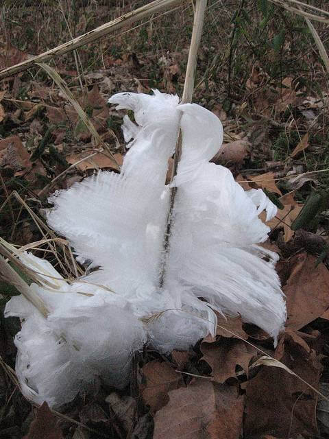 Beautiful Flowers Made In Frost