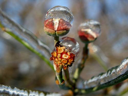 Frozen Water on Flower