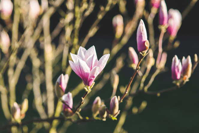 Gardening Quotes To Get You Back In The Spring Of Things