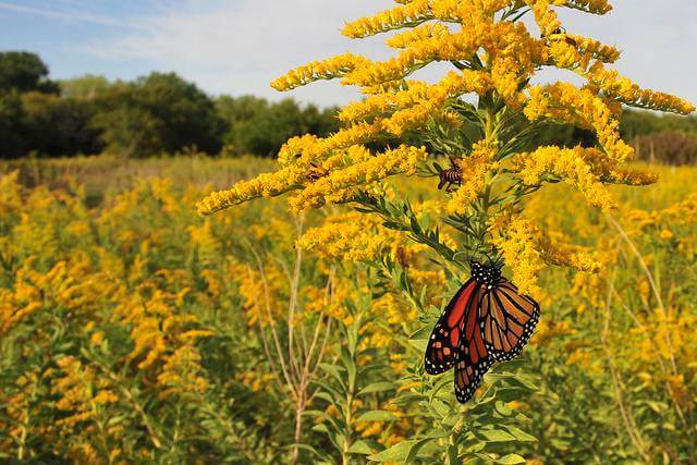 Flowers for the Bees, Birds, and Butterflies