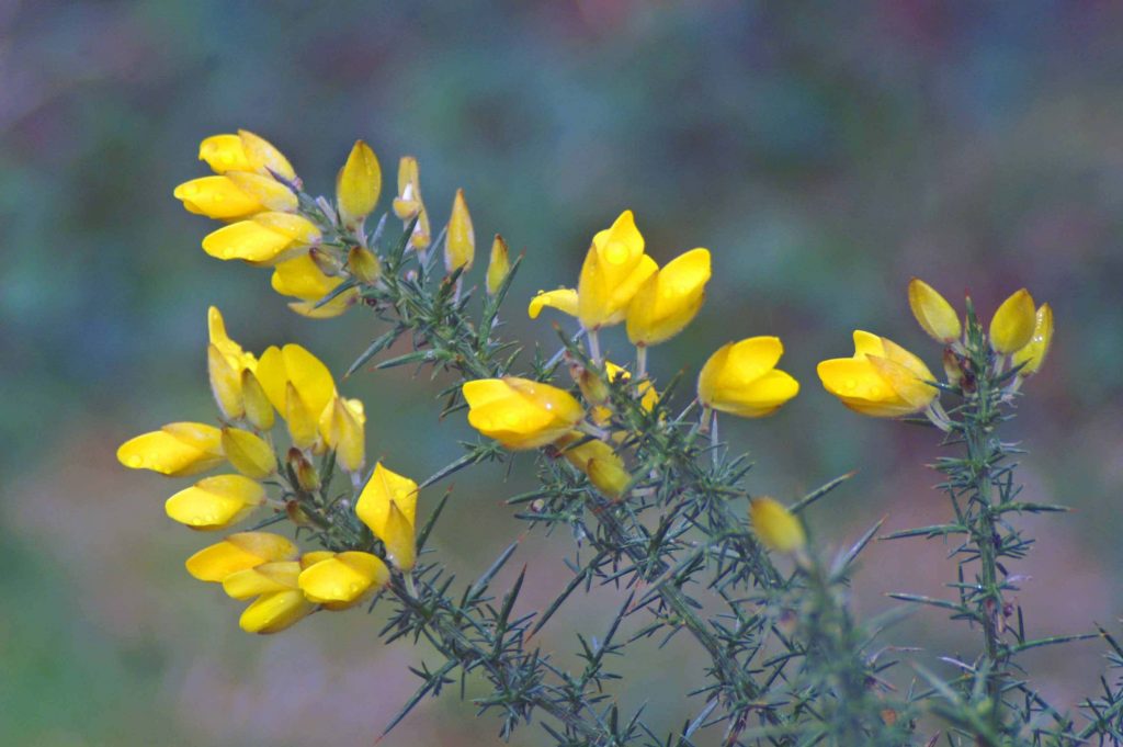 Gorse