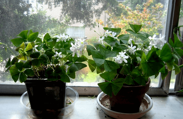 Shamrock Plant