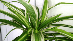 Spider plant