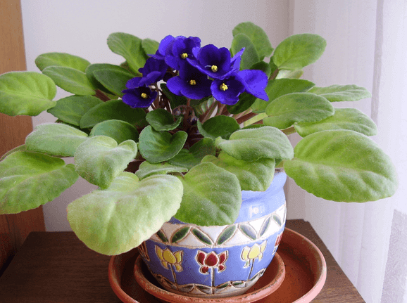 African Violet