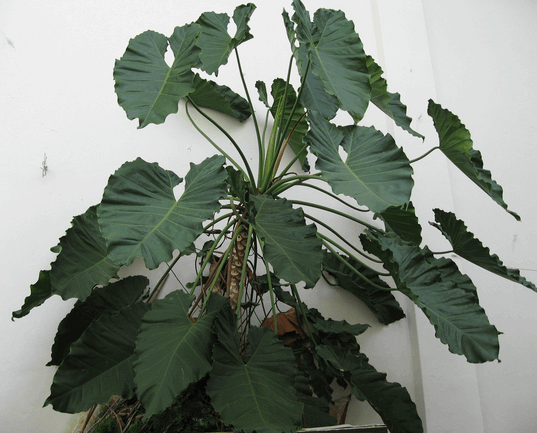 Philodendron