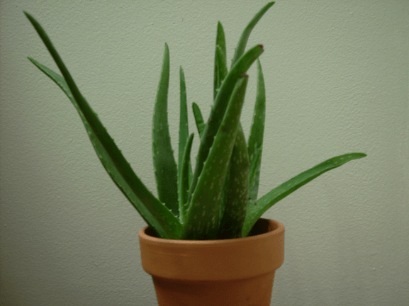 Aloe Plant