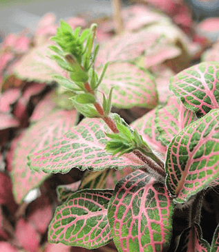 Fittonia