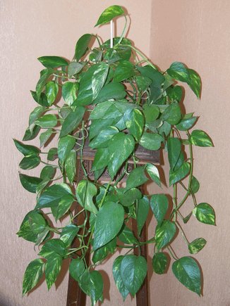 Pothos Plant