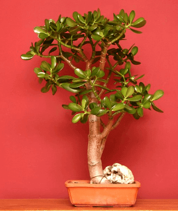 Jade Plant