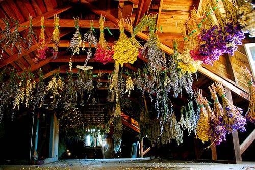 DIY Flower Drying: Enjoy, Fresh Flowers a Second Time by Drying