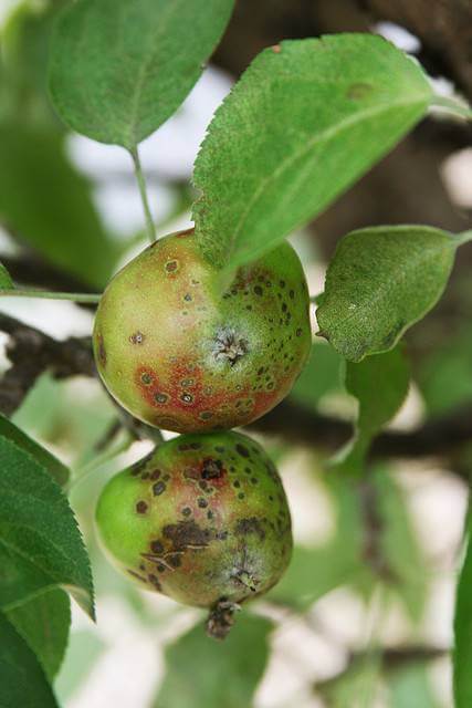 Hardy Kiwi