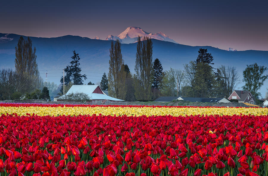 Beautiful landscape Red and yellow flowers