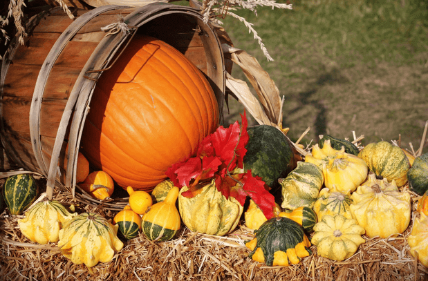 Variety of squash